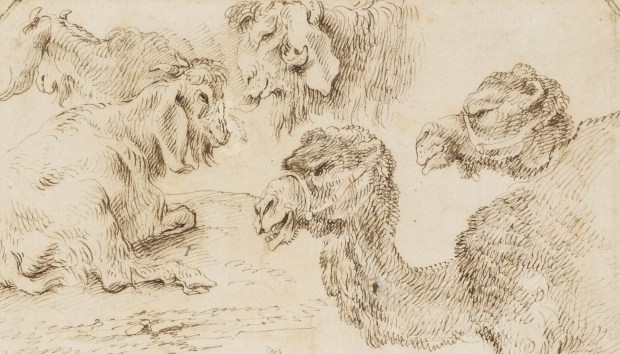 Castiglione: Camels and goats